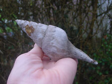 V LARGE Bartonian Eocene Clavilithes macrospira Fasciolariidae Barton Bds Hants