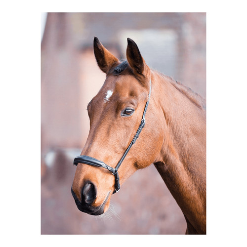 Shires aviemore drop - shires, noseband