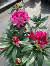 Holden Red Rhododendron - Live
