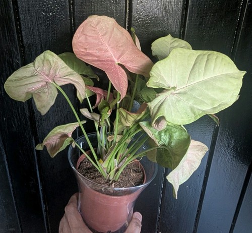 Large syngonium arrowhead - syngonium, neon
