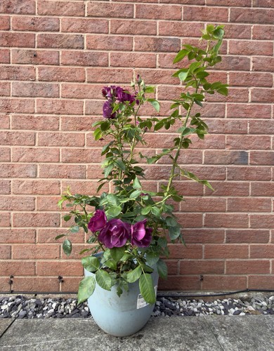 Shrub rose rhapsody blue - shrub, rose,