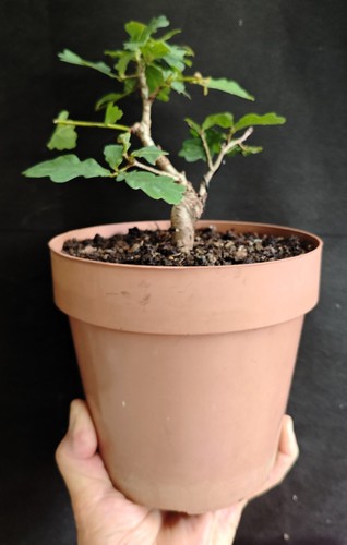 English oak starter bonsai - english,