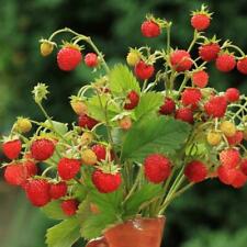 ALPINE STRAWBERRY BARON VON SOLEMACHER 1600 FINEST SEEDS