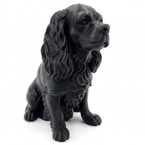 Cavalier king charles - cavalier,