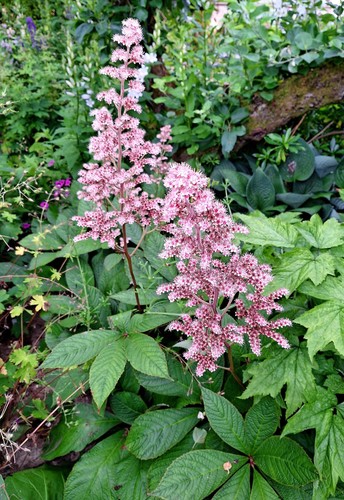 Rodgersia pinnata superba - 2×,