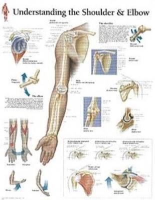 Understanding the shoulder - the,