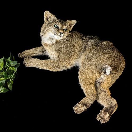 Br102 bobcat taxidermy - bobcat, mount