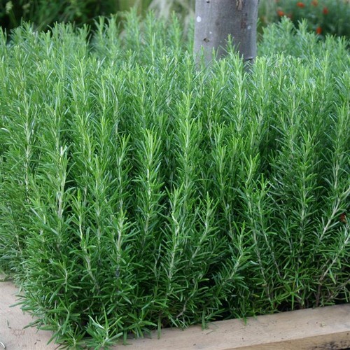 Rosemary herb plug plants - rosemary, x9