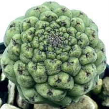 Trichocaulon cactiformis