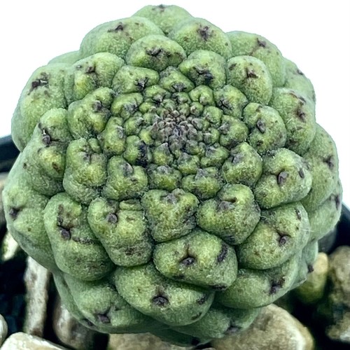 Trichocaulon cactiformis