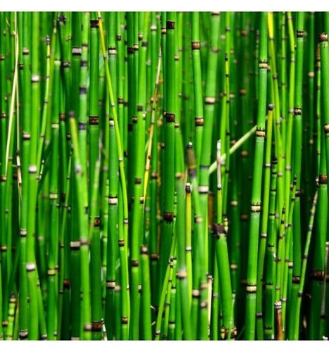 Pond water plant aquatic - water,