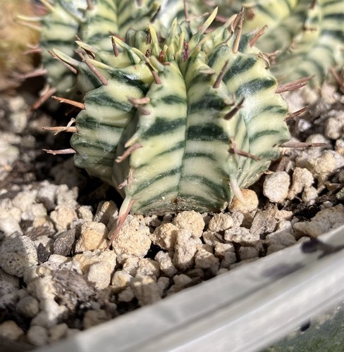 Euphorbia meloformis - euphorbia,