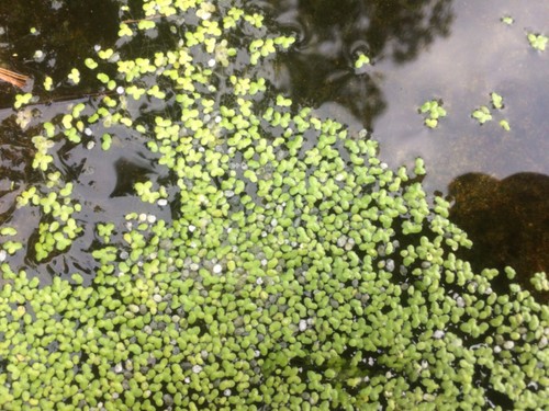 Duckweed live pond - , plants