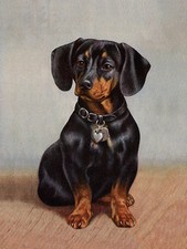 DACHSHUND CHARMING DOG