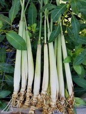 6 Live ORGANIC Lemongrass