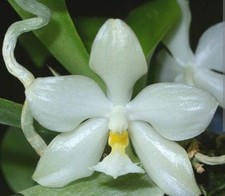 Rare Phalaenopsis micholitzii sibling , super hard to find orchid species,mature