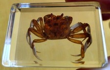 Real Crab Bug  Insect Preserved in Resin Desk Paperweight Animal Taxidermy Amber