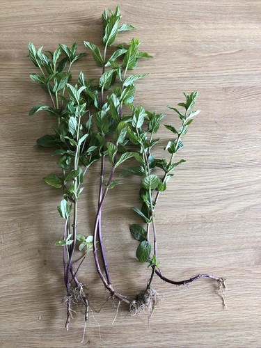 Cooking organic mint - 🌱cooking, mint🌱