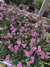 2x Dianthus Pink Kisses Plant-