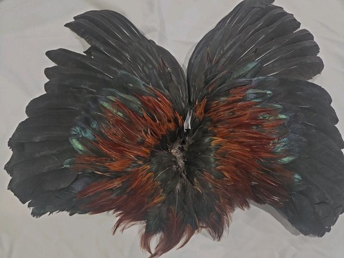 Red brown chicken - brown,