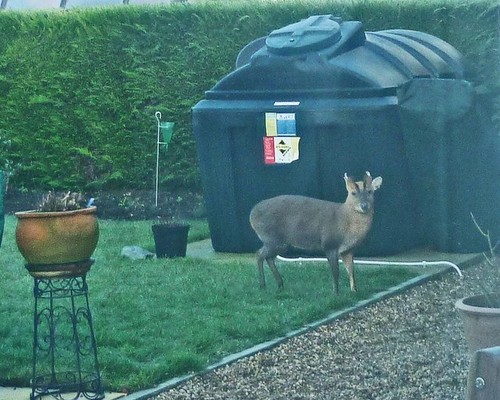 Photo 6x4 muntjac deer - muntjac,