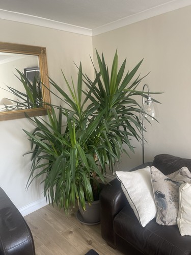 Yucca plant large - plant,