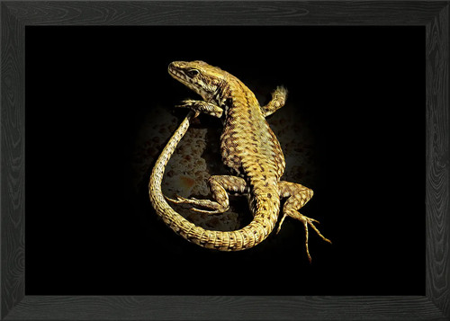 Lizard framed wall art poster - wall,