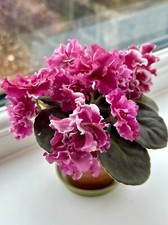 African Violet Plant in 9cm