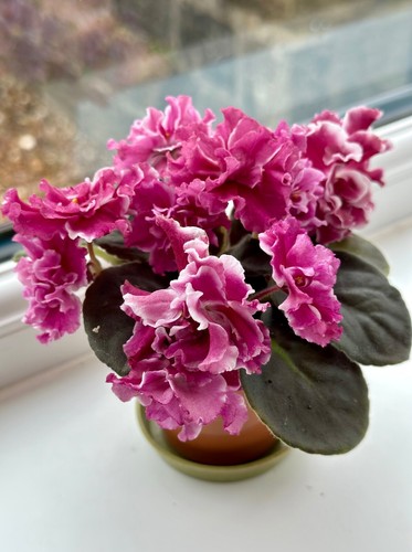 African violet plant - in, 9cm
