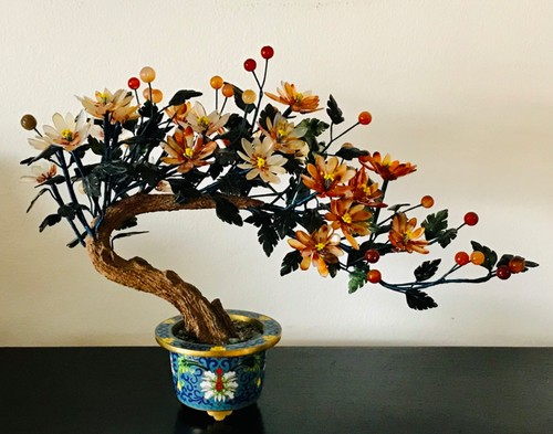 Chinese jade bonsai tree - tree, in