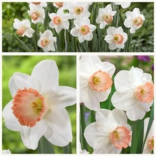 Daffodil Pink Pride Flower Bulbs. Pretty Pink & Yellow Trumpets. Easy to Grow