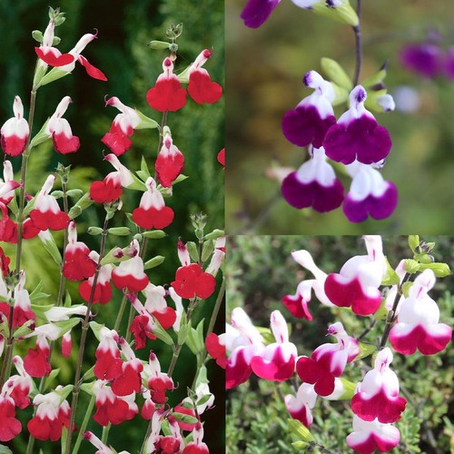Salvia hot lips mixed - salvia, x