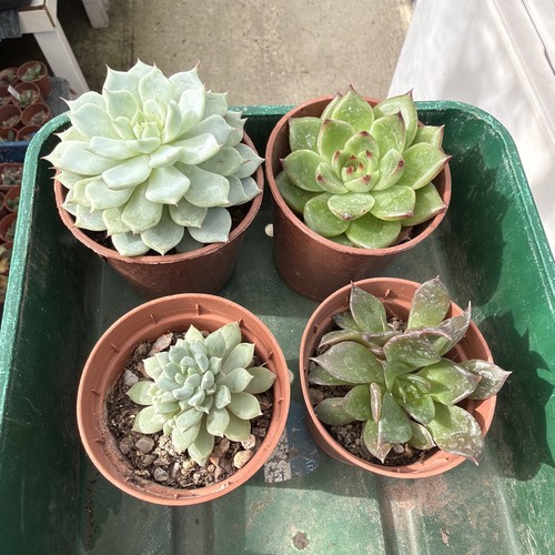Mixed succulent collection - , of