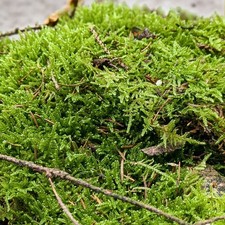 Fresh Flat Carpet Moss - Ideal