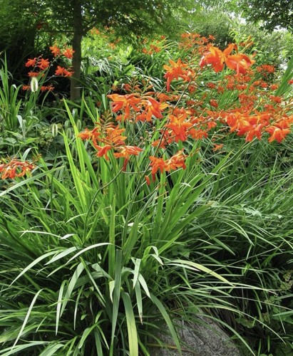 Crocosmia cm pot - crocosmia,