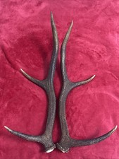 PAIR OF RED DEER ANTLERS 502g