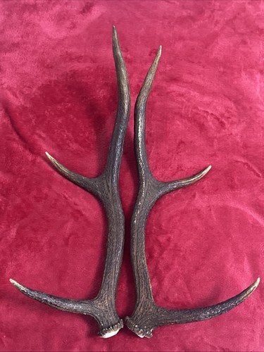 Pair red deer antlers 502g - of,