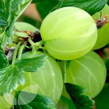 Gooseberry Hinnonmaki Green-