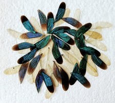 Green/Blue Damselfly Wings 50