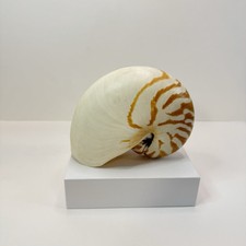 Tiger Striped Chambered