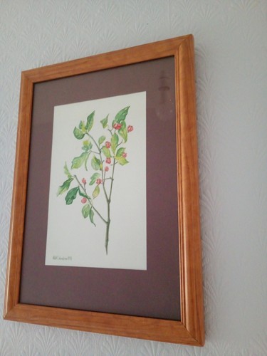 Vintage botanical illustration - vintage,