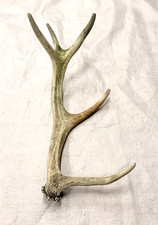 real stag antler shed crafts