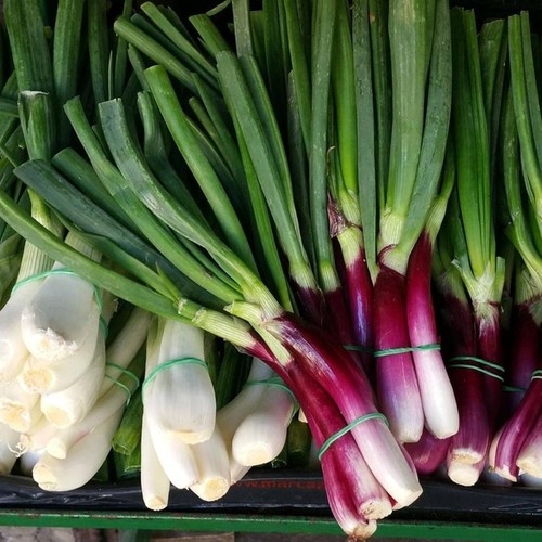 Spring onion vegetable plant - vegetable, 6
