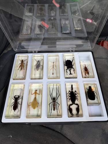 Mounted taxidermy mixed insect - mounted,