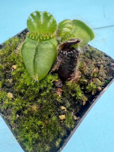 Cephalotus follicularis - cephalotus,
