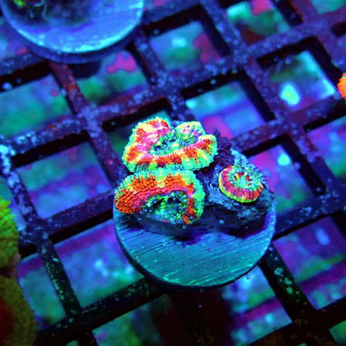 Wysiwyg acan lord coral frag - acan,