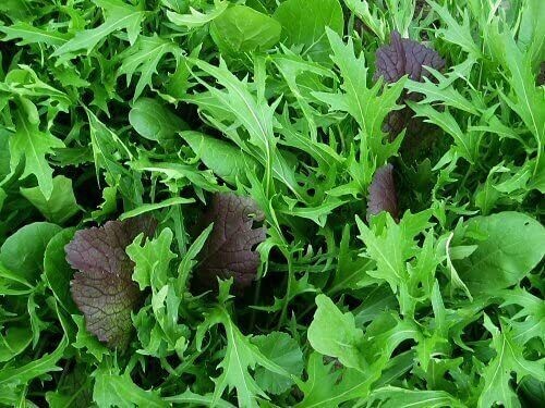 Spicy greens salad - x, unusual