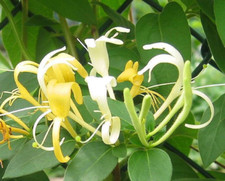 4 LIVE PLANTS HALL'S