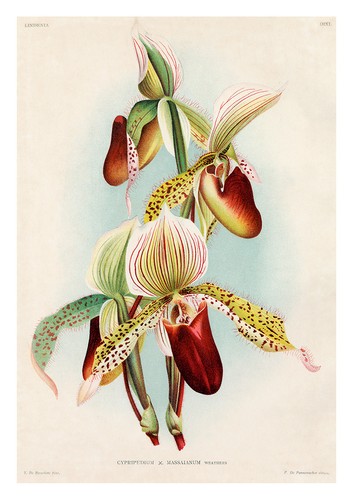Cypripedium massaianum jean - massaianum, by