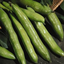 Deluxe Broad Bean 'Aquadulce Claudia' Seeds - Easy Autumn Planting - 2 Packets